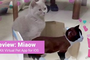 Miaow: Your Exclusive AR Pet Review