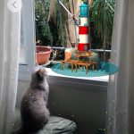Cat watching an augmented reality scene on a window