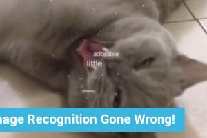 Image Recognition Gone Completely Wrong, Insulted my Cat (video)